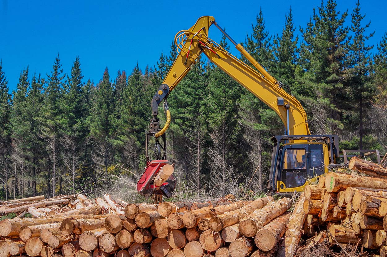 Bardage 65, Bardage Gers, Bardage Tarbes, Bois de chauffage 65, Bois de chauffage Gers, Bois de chauffage Tarbes, Exploitation forestière 65, Exploitation forestière Gers, Exploitation forestière Tarbes, Granulés 65, Granulés Gers, Granulés Tarbes, Lambris 65, Lambris Gers, Lambris Tarbes, Parquet 65, Parquet Gers, Parquet Tarbes, Scierie 65, Scierie Gers, Scierie Tarbes, Terrasse bois 65, Terrasse bois Gers, Terrasse bois Tarbes