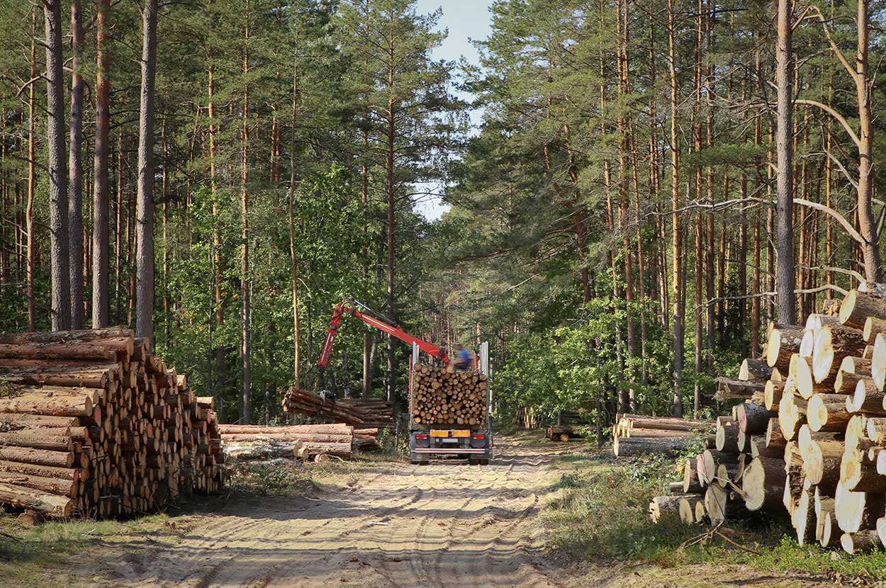 Bardage 65, Bardage Gers, Bardage Tarbes, Bois de chauffage 65, Bois de chauffage Gers, Bois de chauffage Tarbes, Exploitation forestière 65, Exploitation forestière Gers, Exploitation forestière Tarbes, Granulés 65, Granulés Gers, Granulés Tarbes, Lambris 65, Lambris Gers, Lambris Tarbes, Parquet 65, Parquet Gers, Parquet Tarbes, Scierie 65, Scierie Gers, Scierie Tarbes, Terrasse bois 65, Terrasse bois Gers, Terrasse bois Tarbes